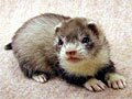 バスバレー ベビー